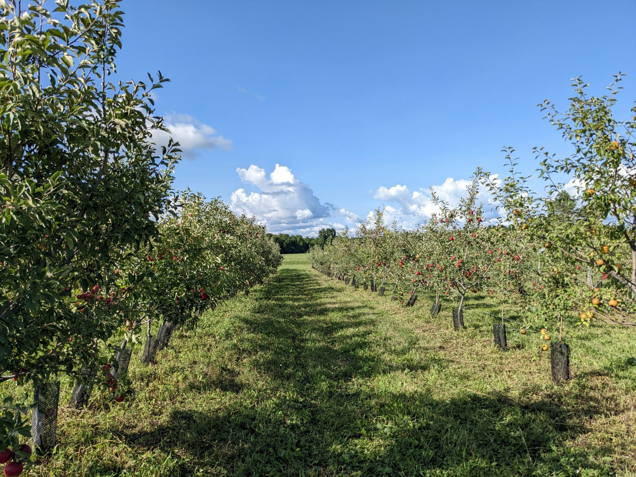 Finger Lakes cider from our orchard. Home - Blackduck Cidery